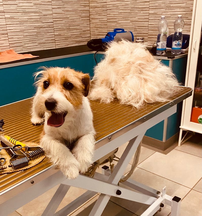 FIGARO DOG TOELETTATURA CANI di DI STASIO GIAN LUCA - Foto 6