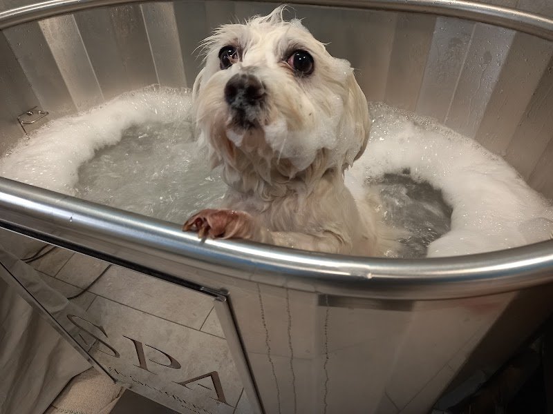 Figaro Dog Toelettatura e SPA - Foto 2