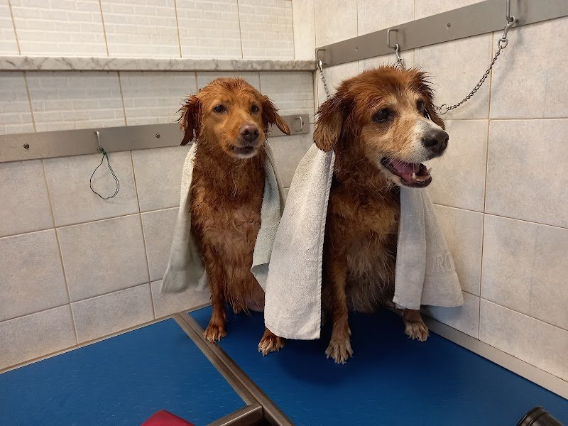 Figaro Dog Toelettatura e SPA - Foto 3
