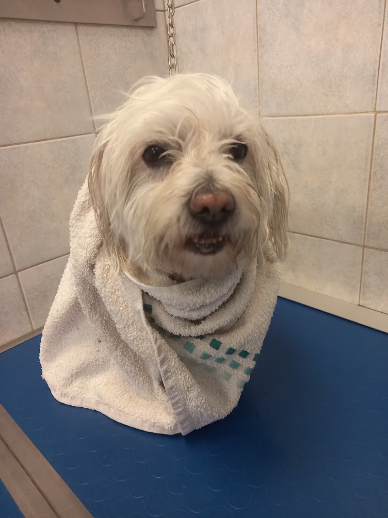 Figaro Dog Toelettatura e SPA - Foto 4