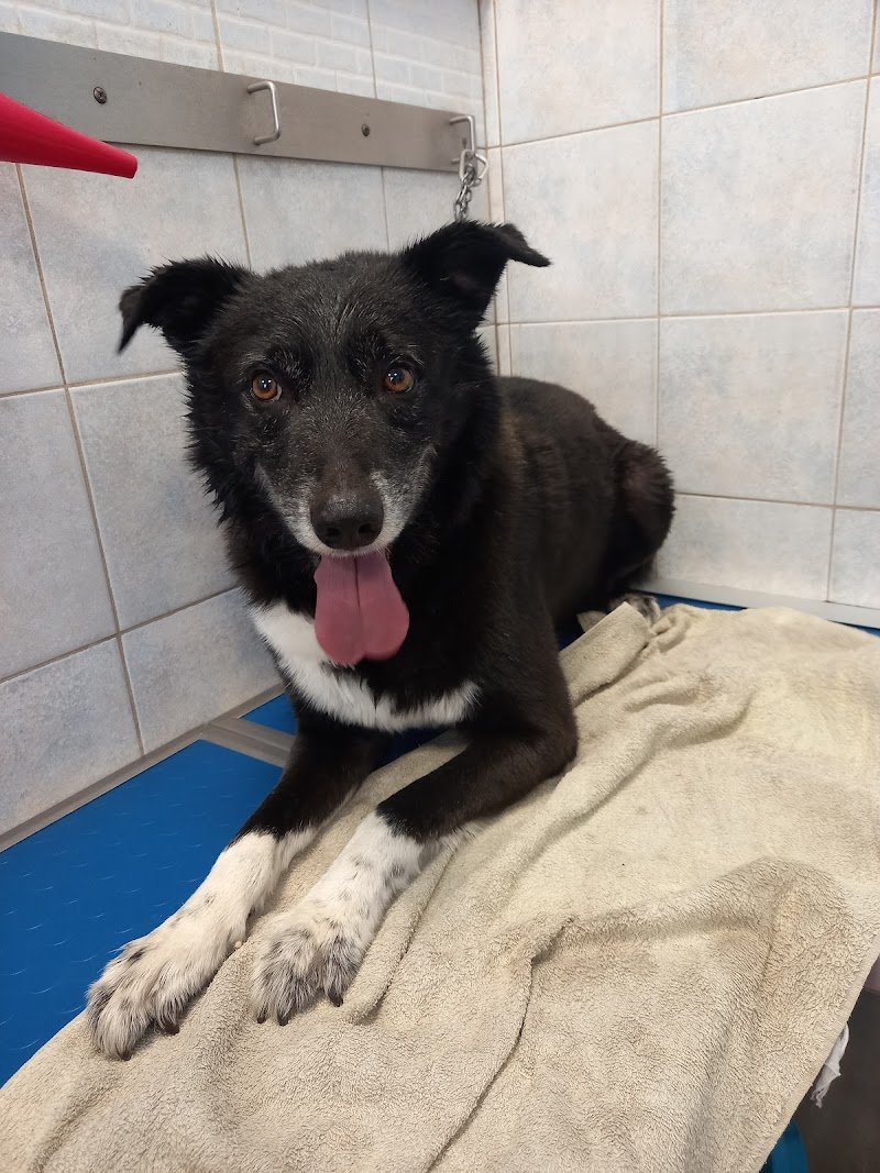 Figaro Dog Toelettatura e SPA - Foto 5