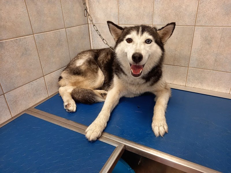 Figaro Dog Toelettatura e SPA - Foto 6