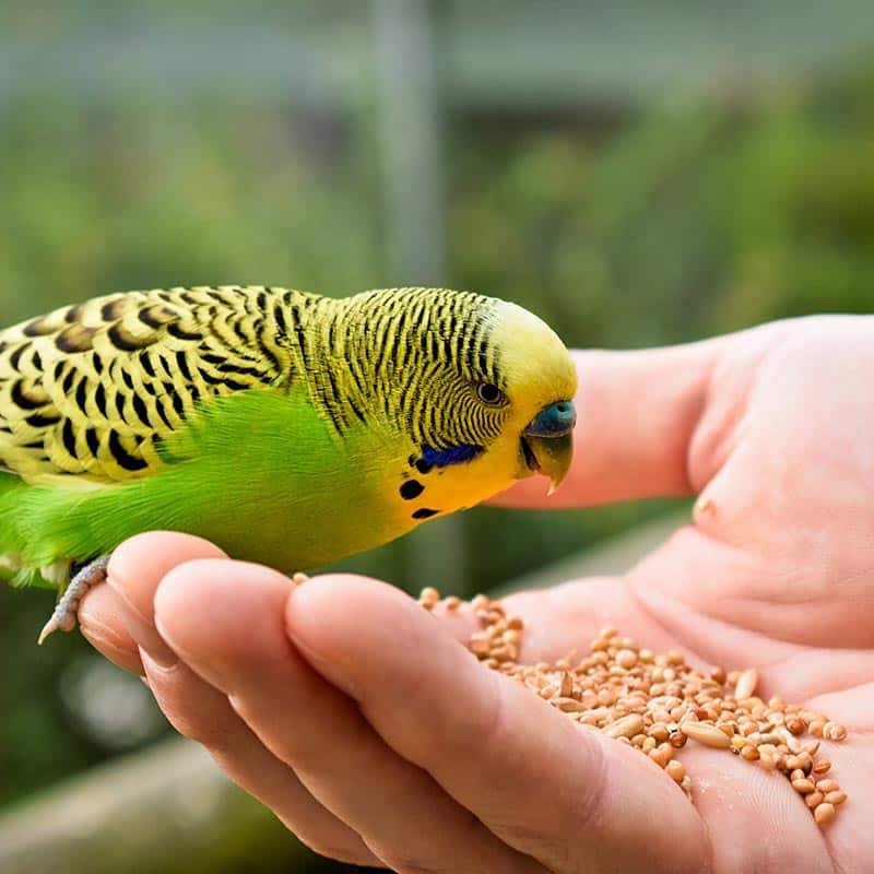 FINARDI STORE di Borsi Claudio | Pet Store | Alimenti e Accessori per animali | Sorbolo | Parma - Foto 3