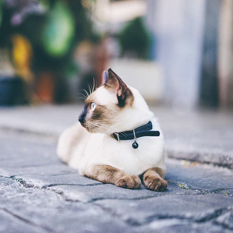 FINARDI STORE di Borsi Claudio | Pet Store | Alimenti e Accessori per animali | Sorbolo | Parma - Foto 5