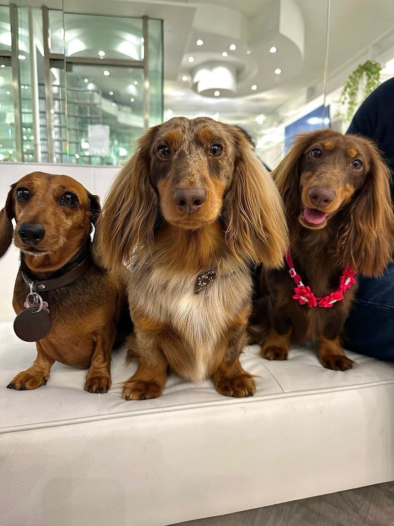 FIUTO Toelettatura & Spa - Foto 1