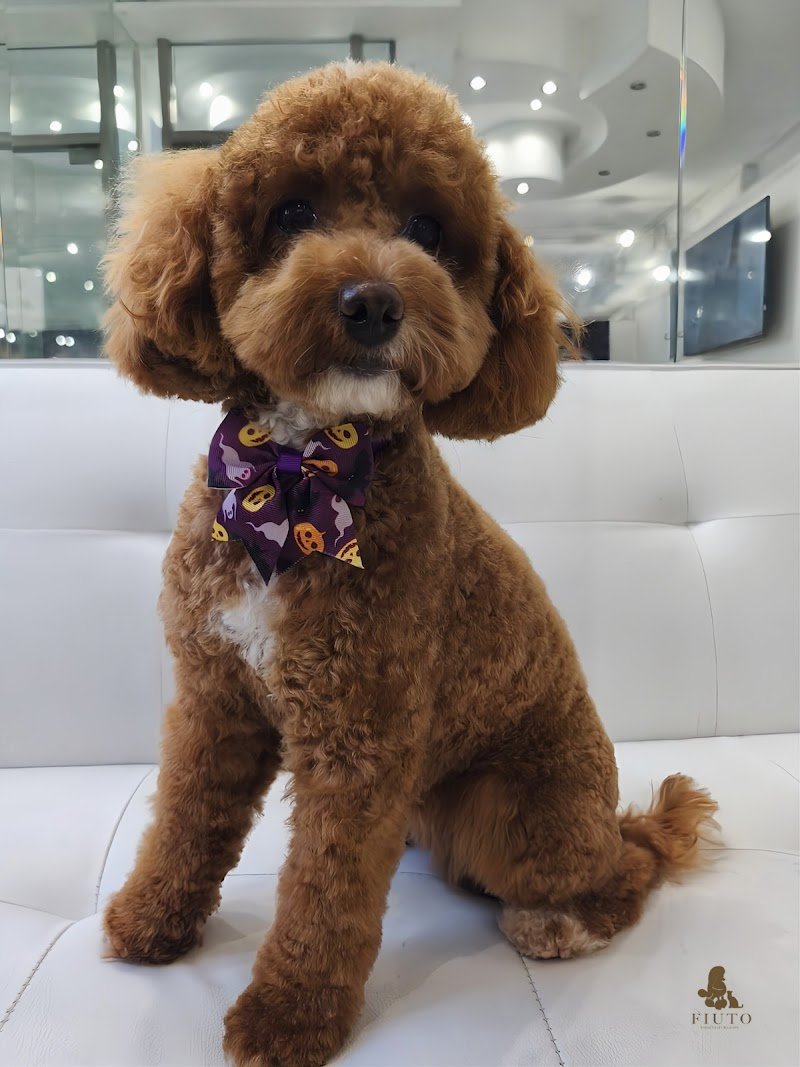 FIUTO Toelettatura & Spa - Foto 2