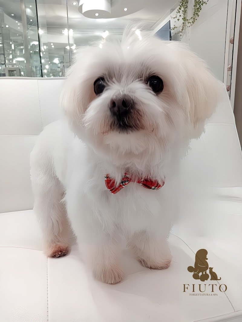 FIUTO Toelettatura & Spa - Foto 3