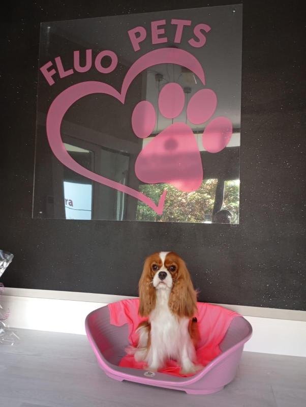 Fluo Pets - Foto 3