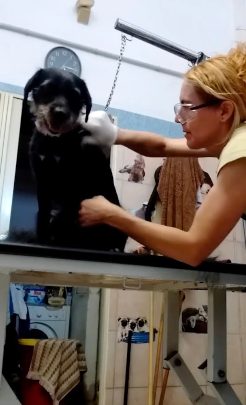 Francesca Toelette per cani e gatti - Foto 4