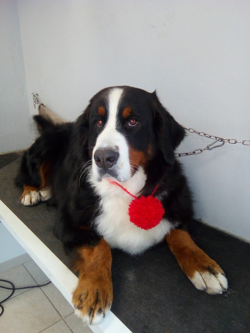 Franciosi Anna - Foto 5