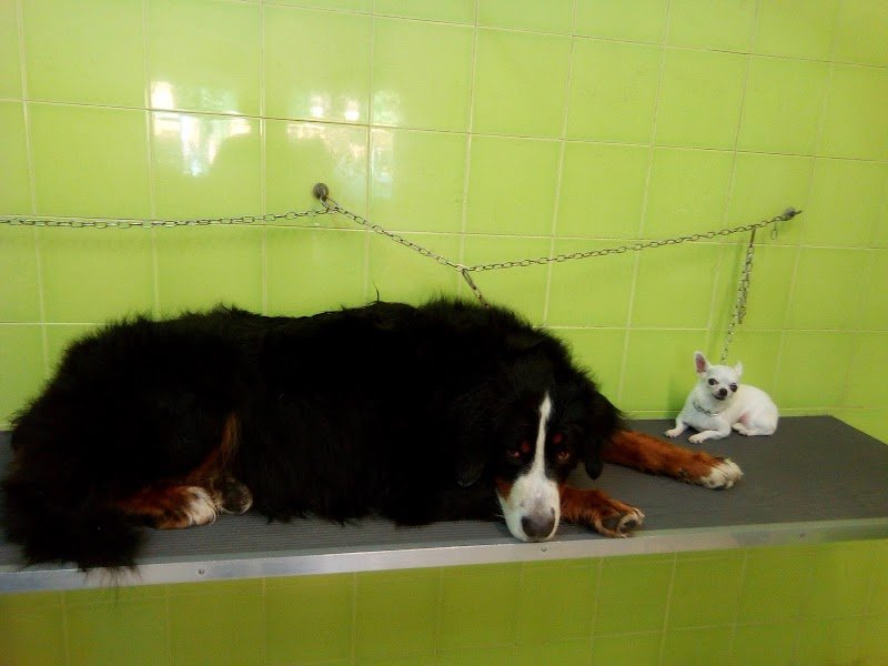 Franciosi Anna - Foto 6