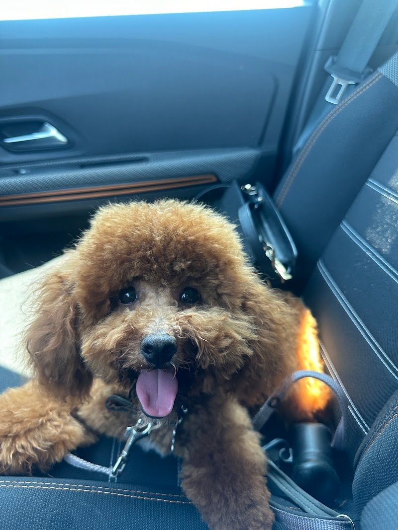 Francy For Pet Di Corvi Francesca - Foto 1