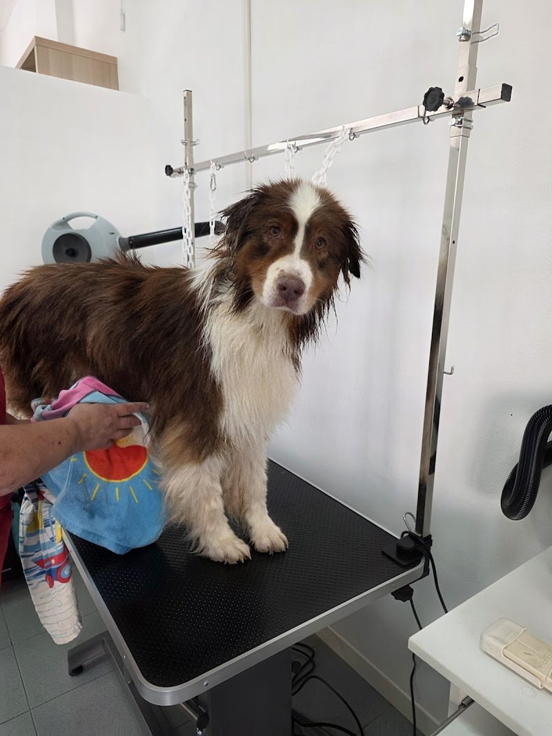 Fresh Dog Faenza - Foto 1