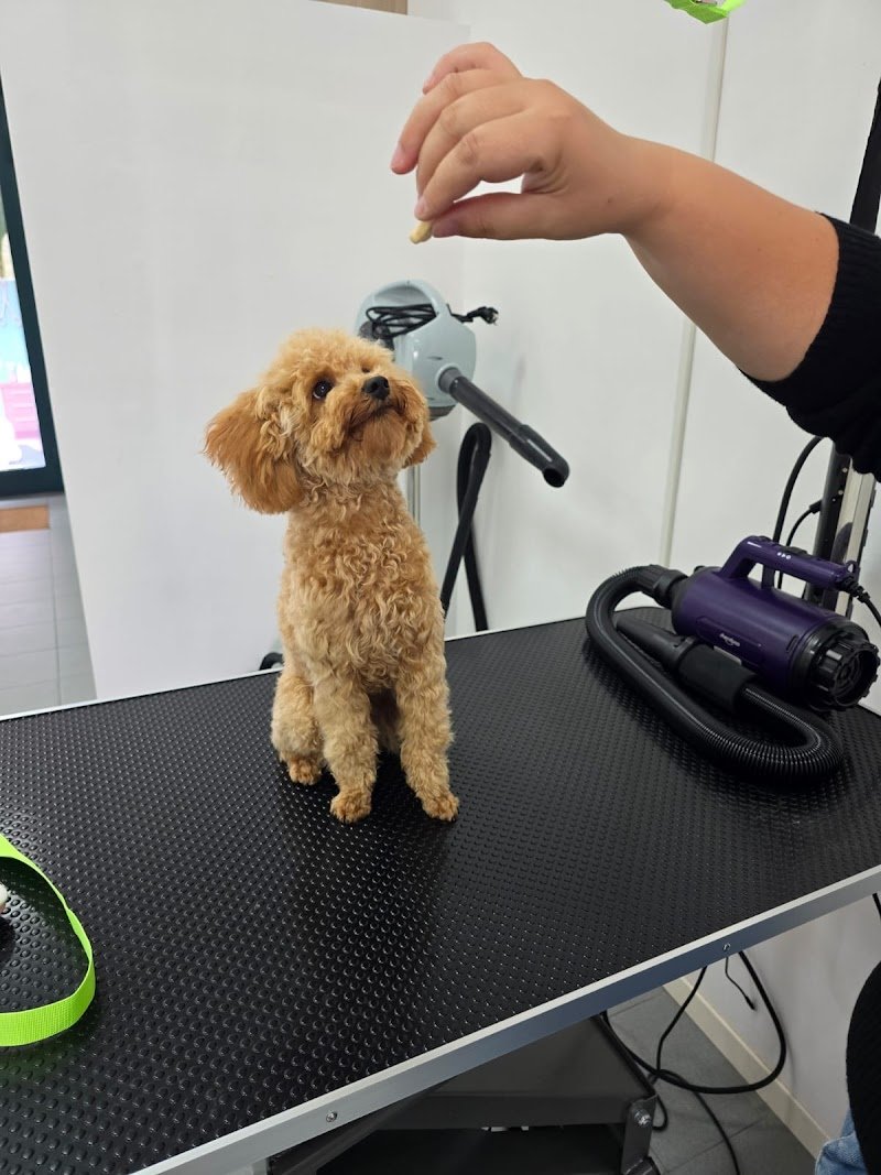 Fresh Dog Faenza - Foto 5