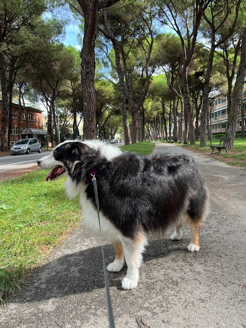 Fresh Dog Faenza - Foto 6