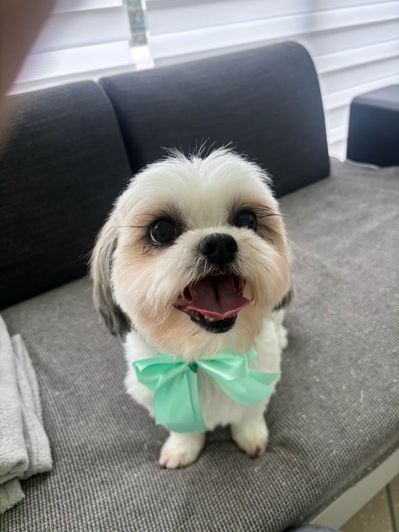 Friendly Grooming Studio - Foto 2