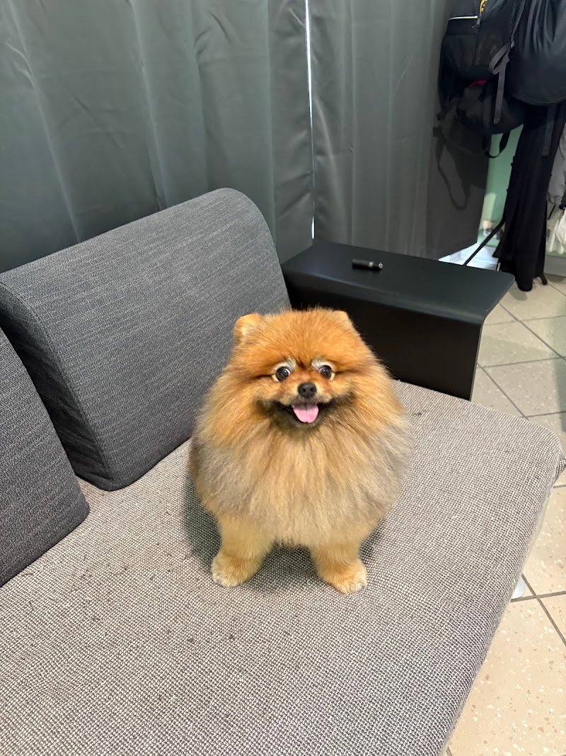 Friendly Grooming Studio - Foto 3