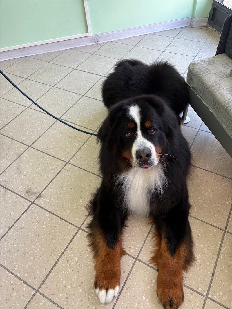 Friendly Grooming Studio - Foto 4