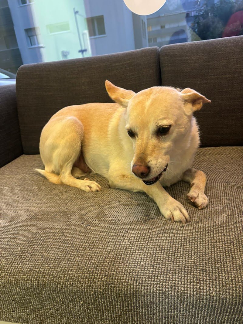 Friendly Grooming Studio - Foto 5