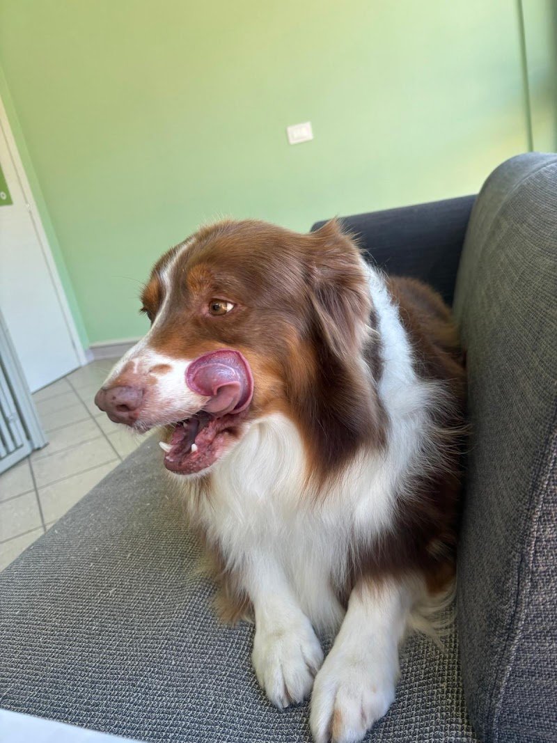 Friendly Grooming Studio - Foto 6