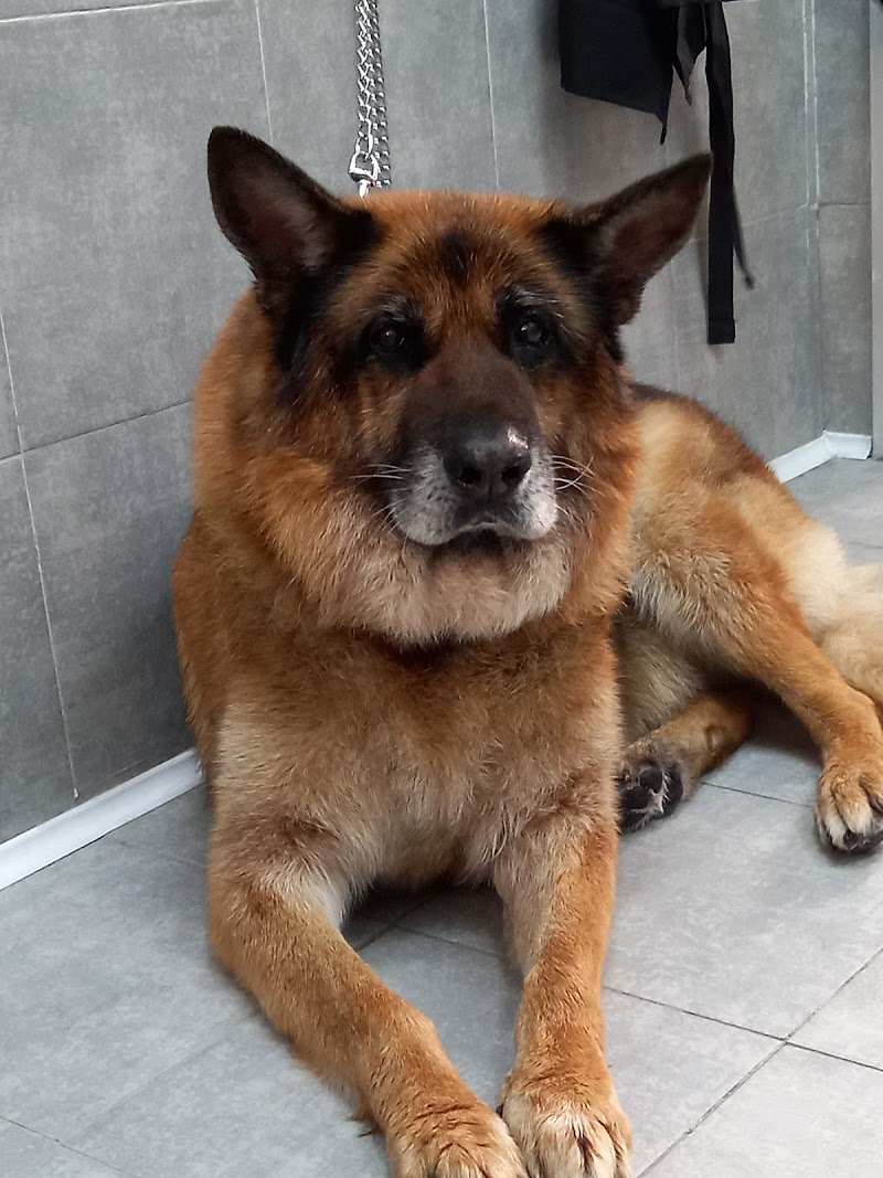 FUFOS Toelettatura & Accessori - Foto 2