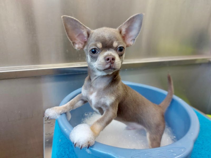 Genova Vet Beauty and Pharma - Foto 3