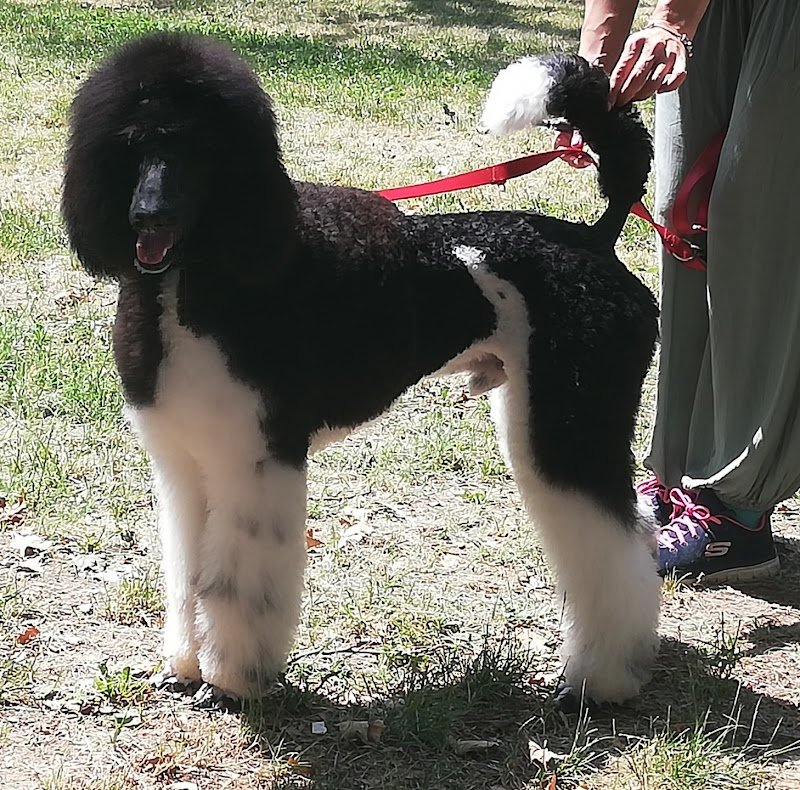 Ginetta E Beatrice S.A.S. Di Beatrice Orsatti - Foto 4