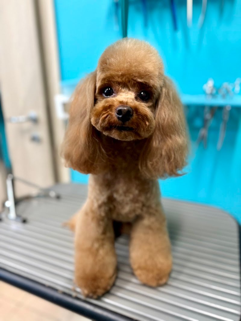 Giudi Dog Boutique Toelettatura&SPA Cremona - Foto 2