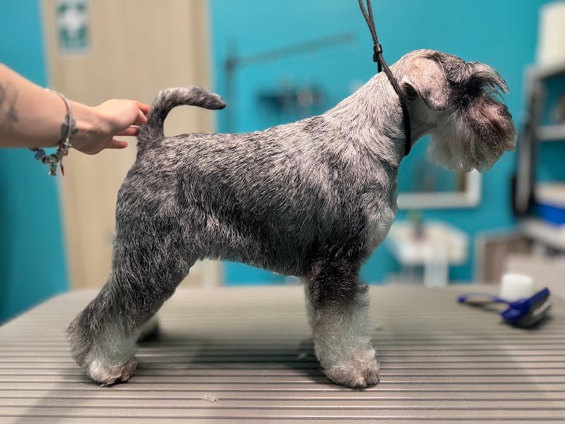 Giudi Dog Boutique Toelettatura&SPA Cremona - Foto 3