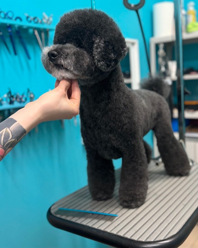 Giudi Dog Boutique Toelettatura&SPA Cremona - Foto 4