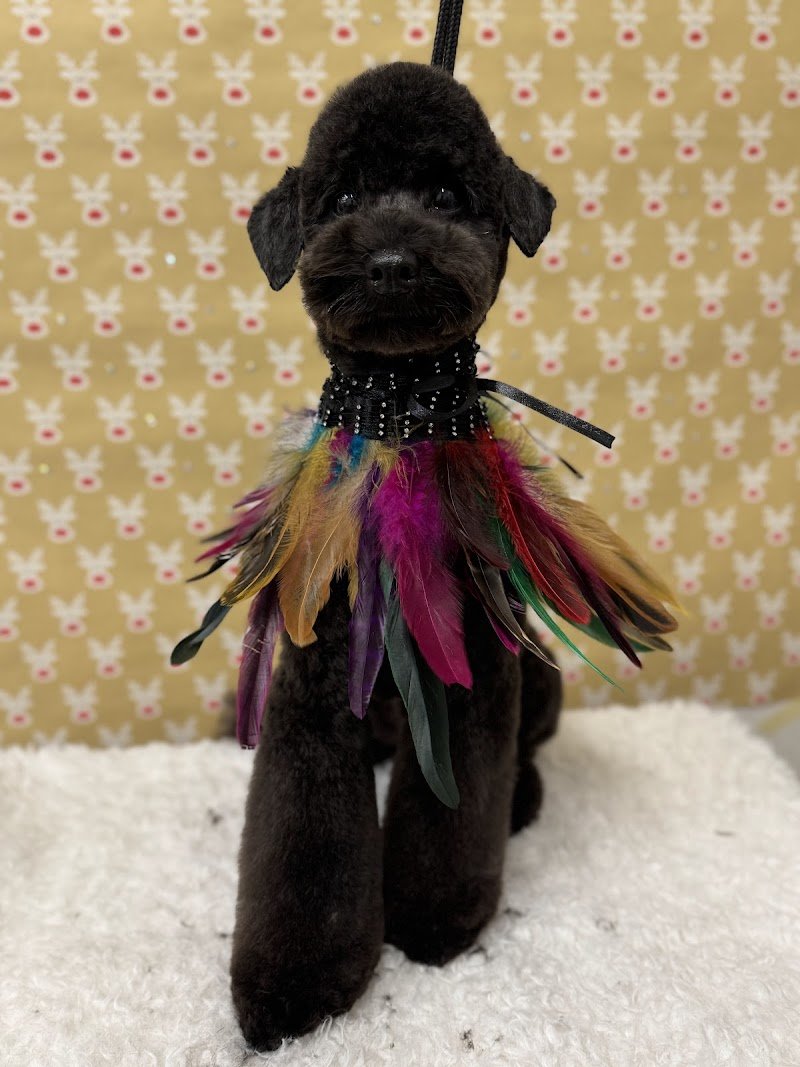 Giudi Dog Boutique Toelettatura&SPA Cremona - Foto 6