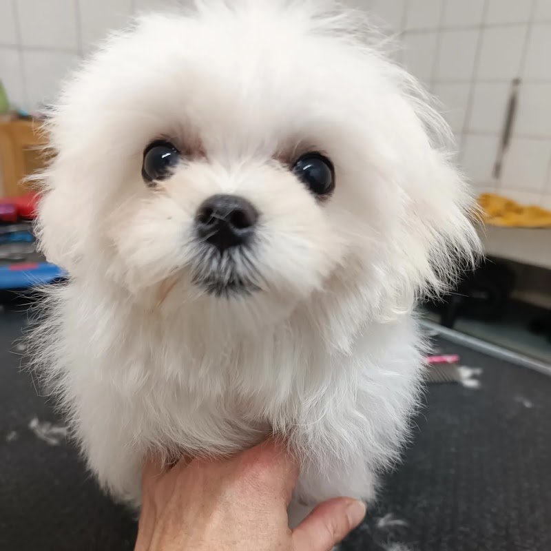 Giuli Pet Toelettatura - Foto 1