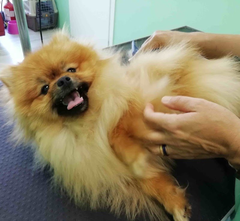 Giuli Pet Toelettatura - Foto 2