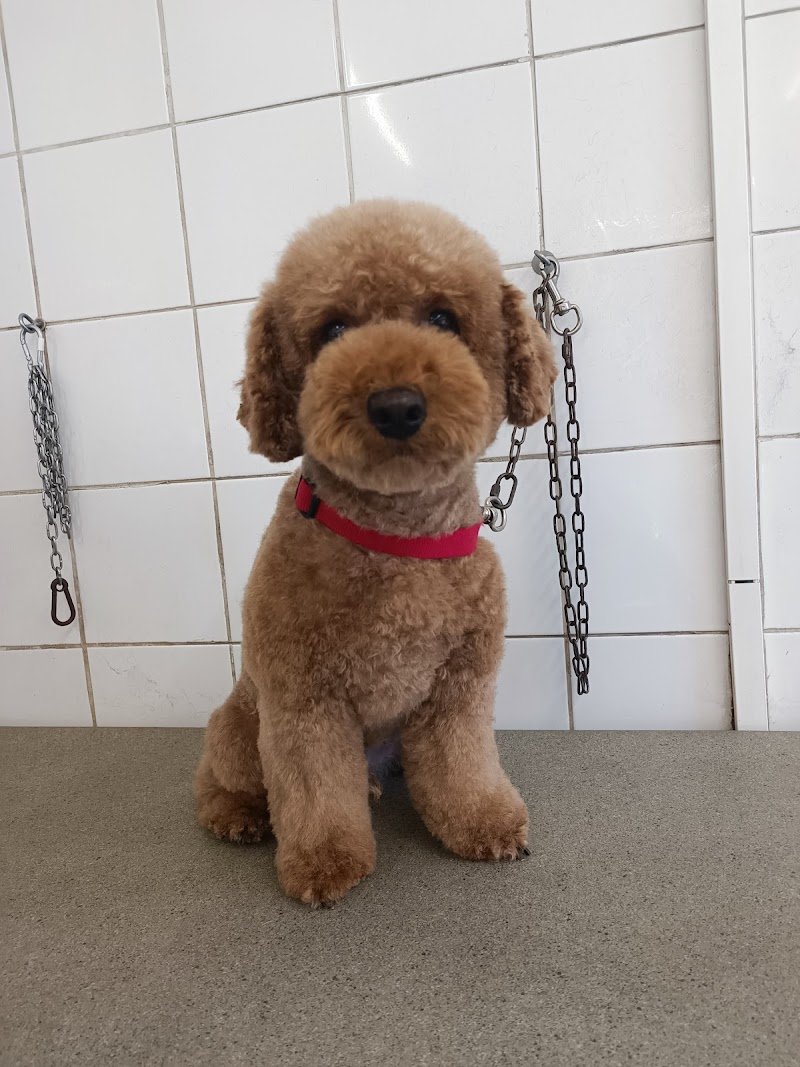 Giuli Pet Toelettatura - Foto 3