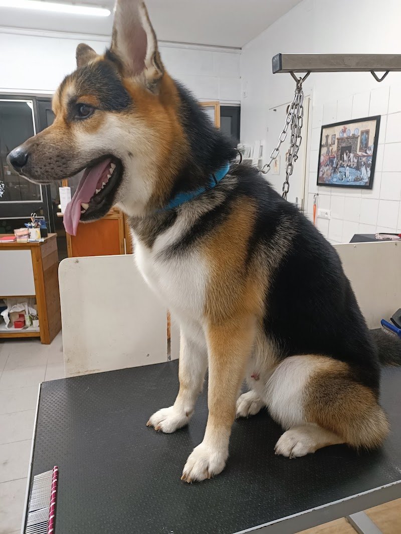 Giuli Pet Toelettatura - Foto 6