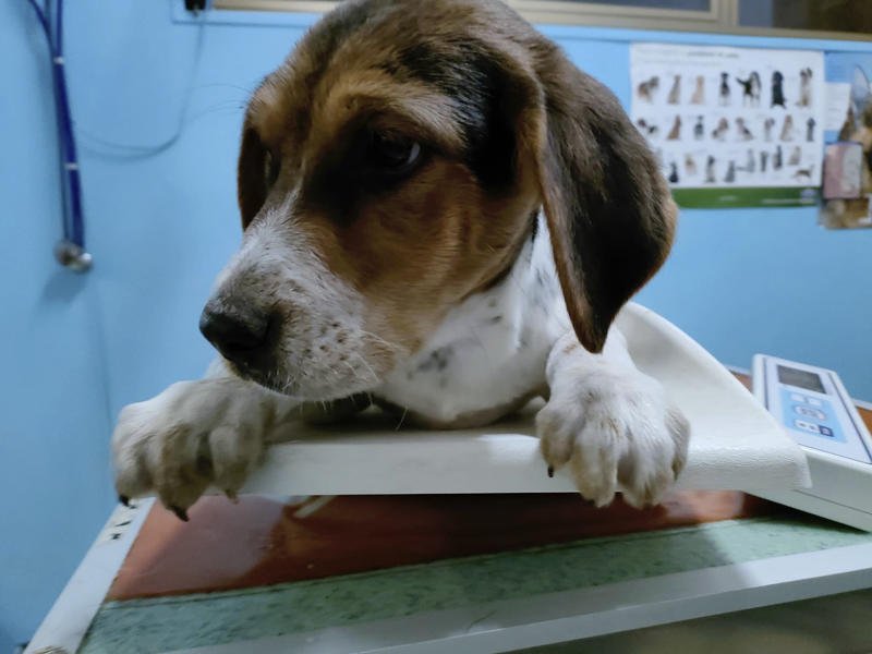 Gli Amici di Ettore - Foto 1