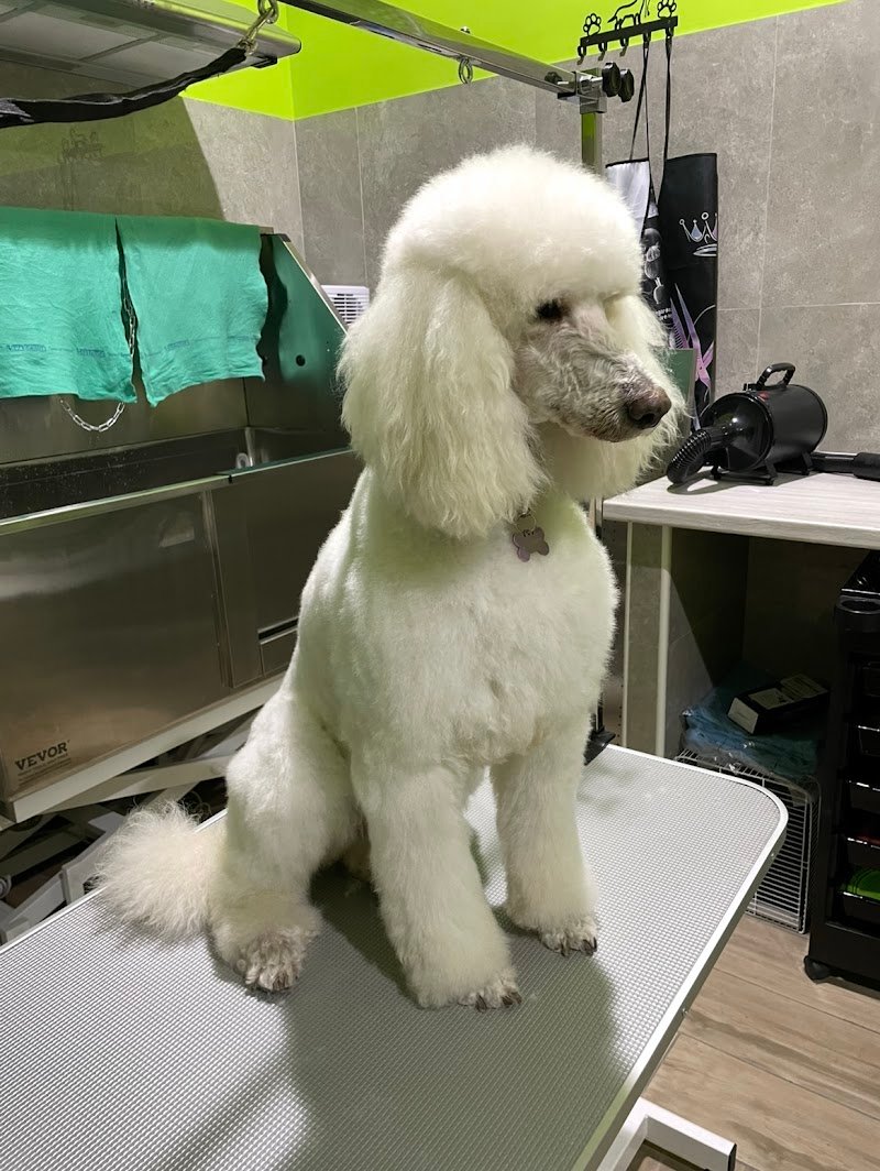 Gli Amici Di Gio’ di Giovanna Leto - Foto 1