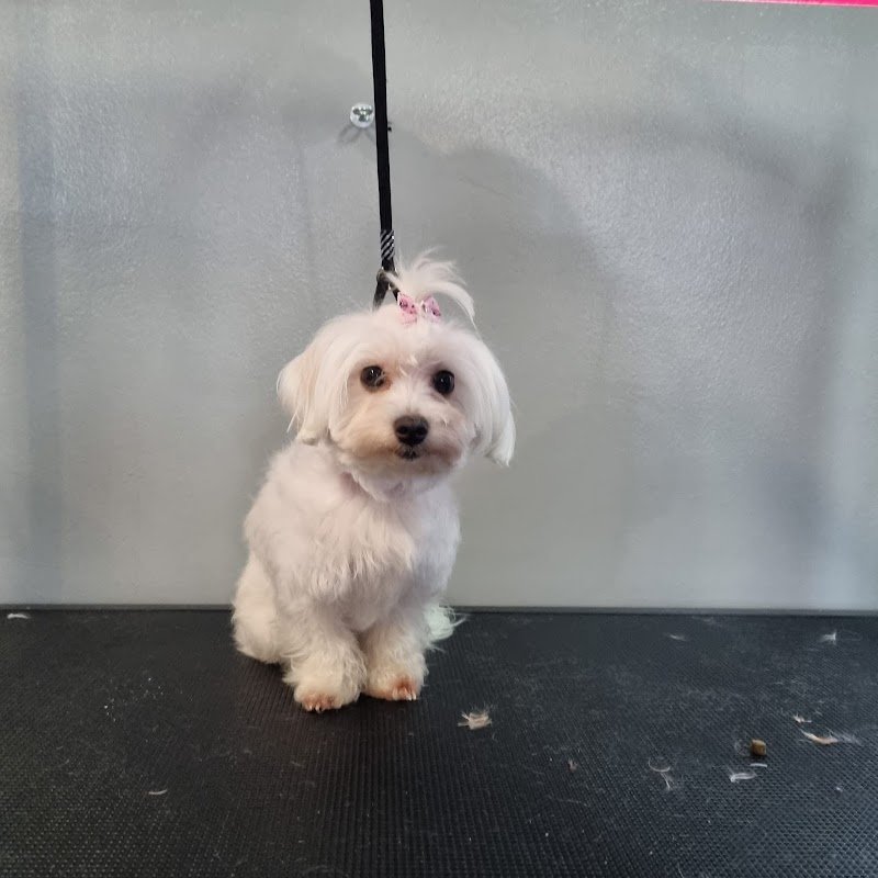 Gli amici di Hera - Foto 4