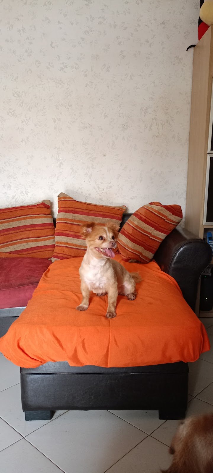 Gli amici di marilù - Foto 4