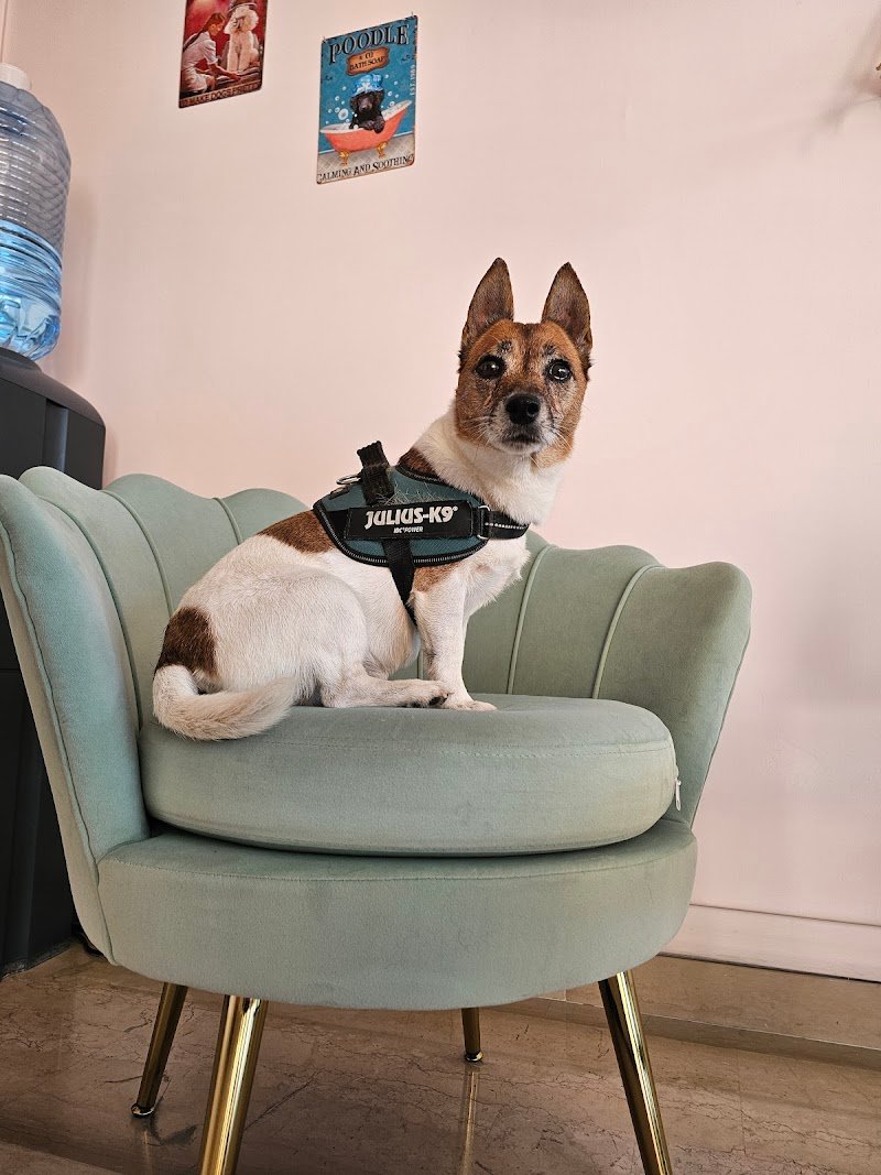 Gli Amici Di Noshi - Foto 6