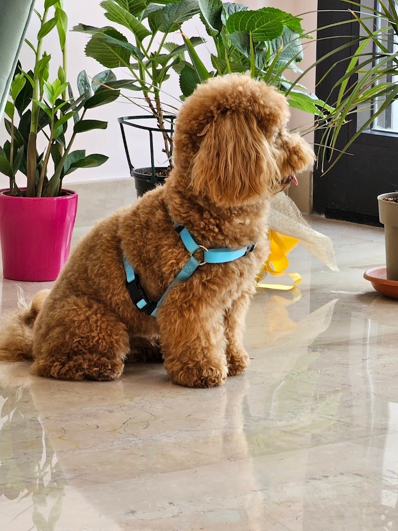 Gli Amici Di Noshi - Foto 1