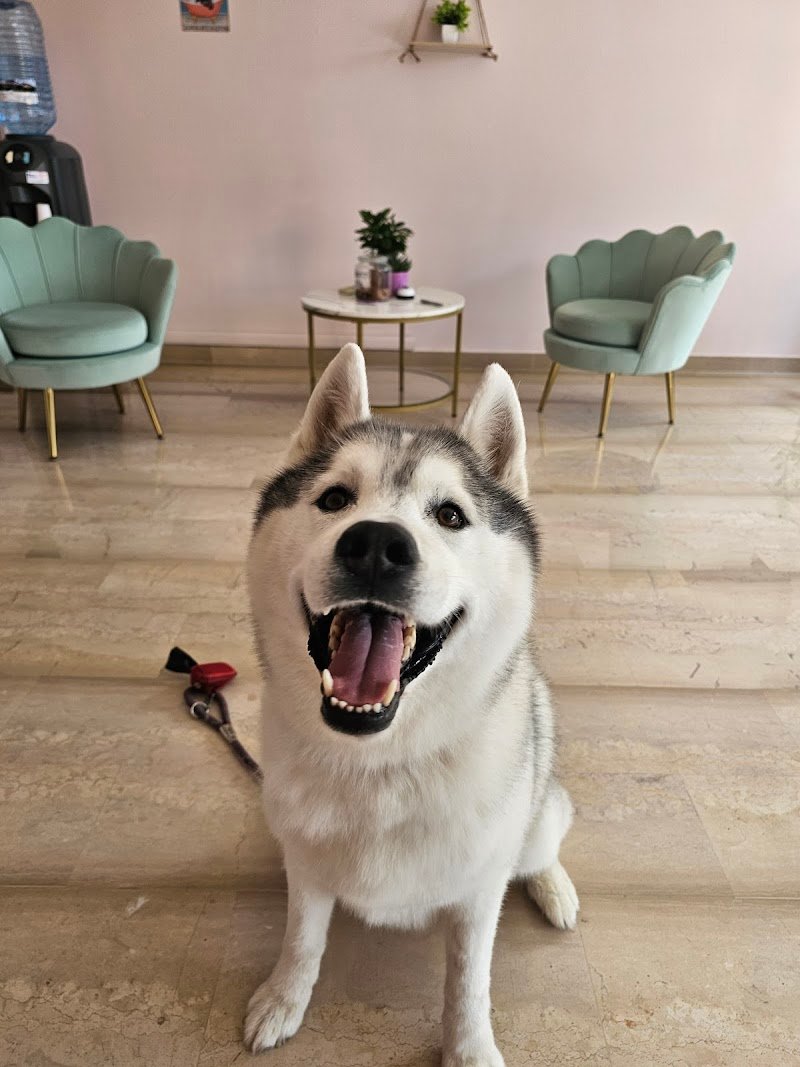 Gli Amici Di Noshi - Foto 3