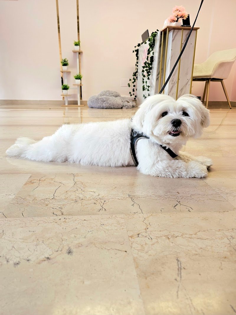 Gli Amici Di Noshi - Foto 4