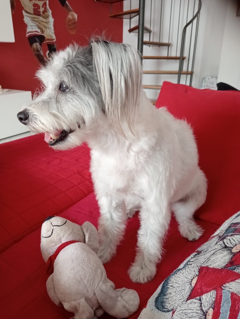 Gli Amici Di Sally Di Gentile Simone - Foto 2