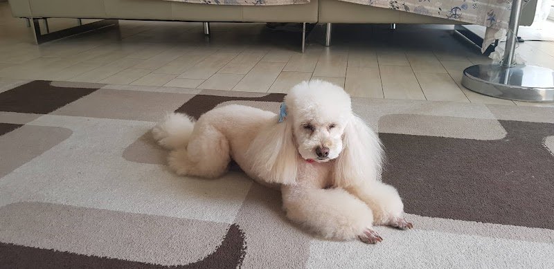 Gli Aristocani - Foto 1