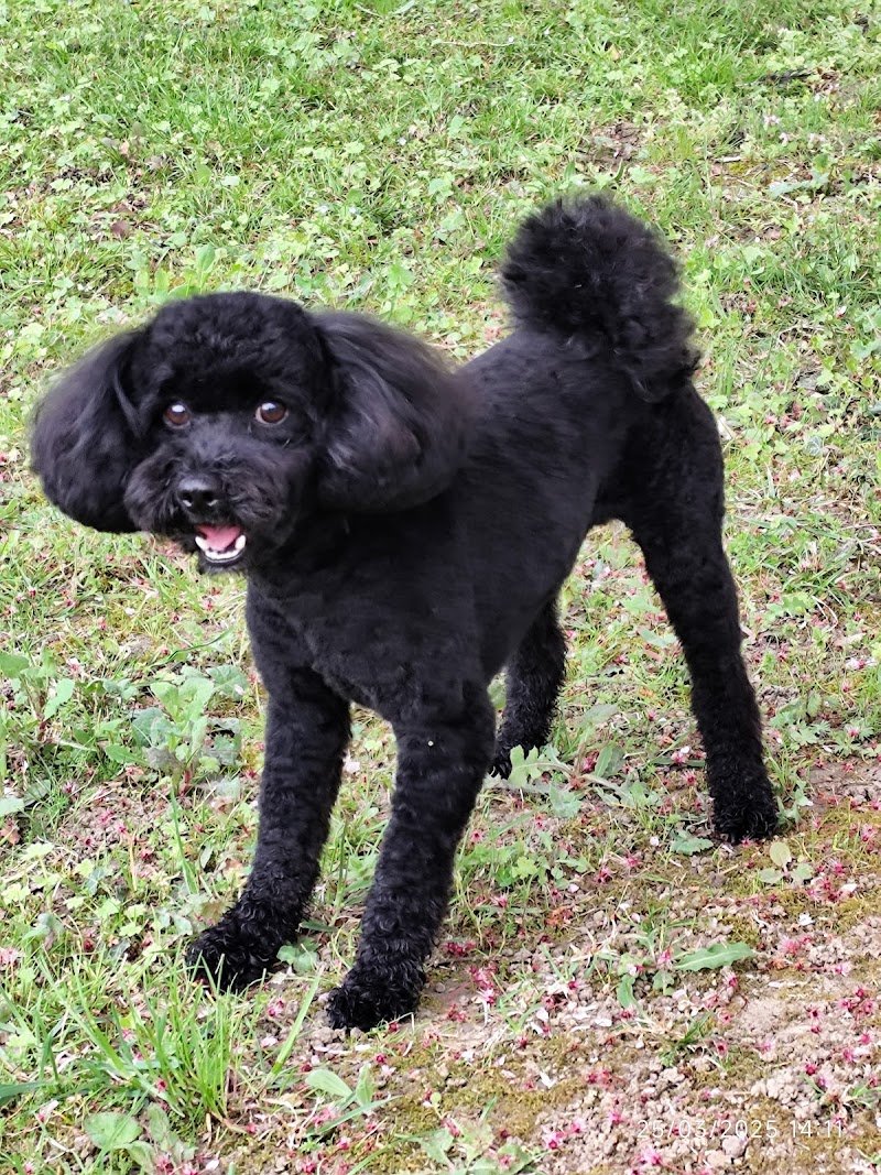 Gli Aristocani - Foto 2