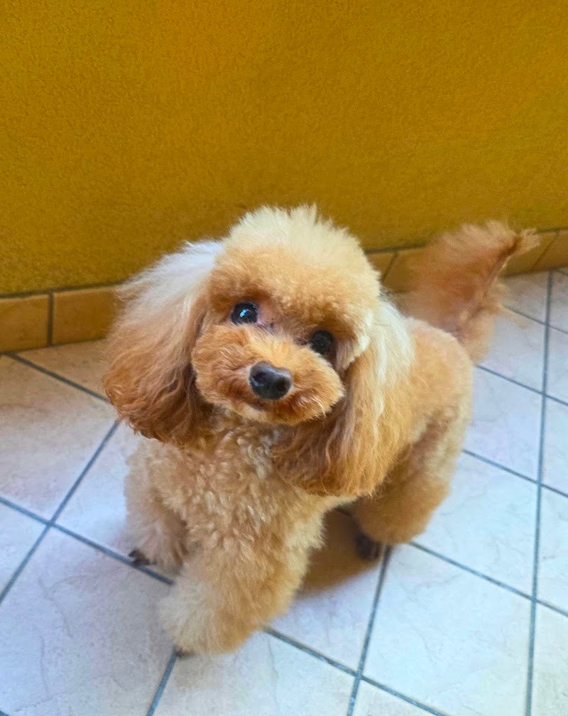 Gli Aristocani - Foto 3