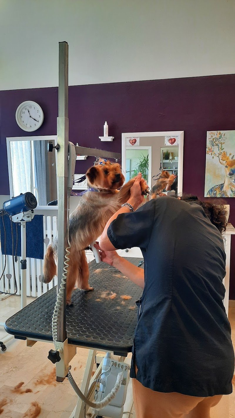 Gli Aristocani - Foto 4