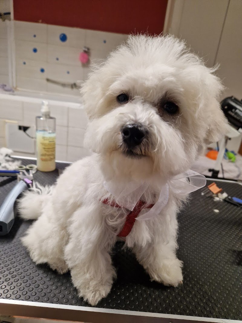 Gli AristoCani Toeletta e agenzia di Pet sitting - Foto 2