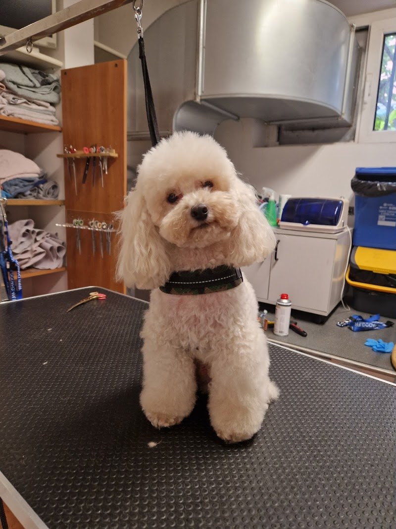 Gli AristoCani Toeletta e agenzia di Pet sitting - Foto 3